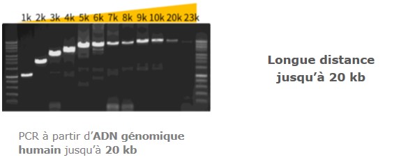 Amplification d'ADN génomique jusqu'à 23 kb avec la Fidelio
