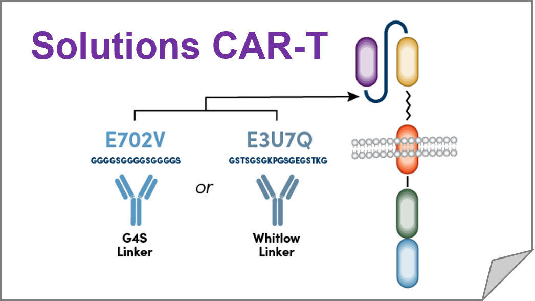 Solutions CAR-T 