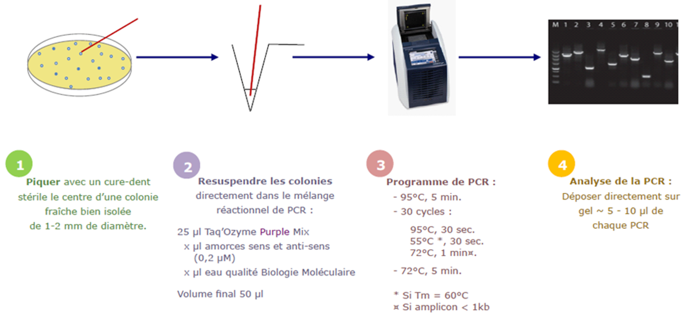 Présentation des 4 étapes de PCR sur colonie