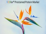 ECOlor - Marqueur de protéines colorées