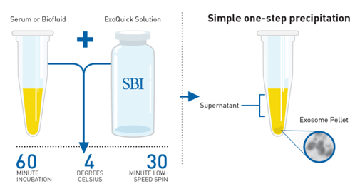 Protocole d'enrichissement et purification ExoQuick™ pour vésicules extra-cellulaires
