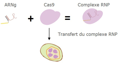 CRISPR/CAS9 : Protéines Cas9 recombinantes de haute pureté