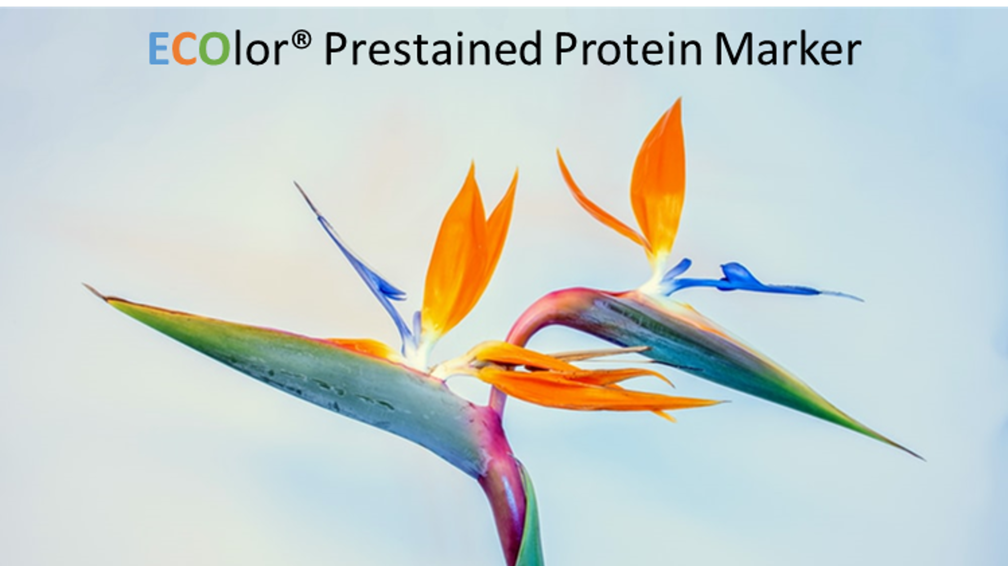 Ecolor prestained protein marker