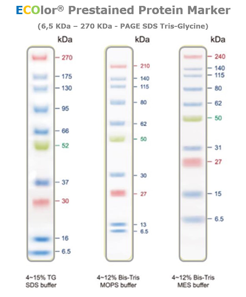 Ecolor prestained protein marker