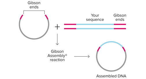 Clonage de produits PCR - Kits Gibson Assembly®