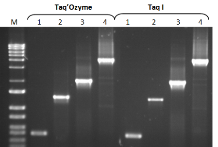 Gel de produits de PCR avec Taq'Ozyme
