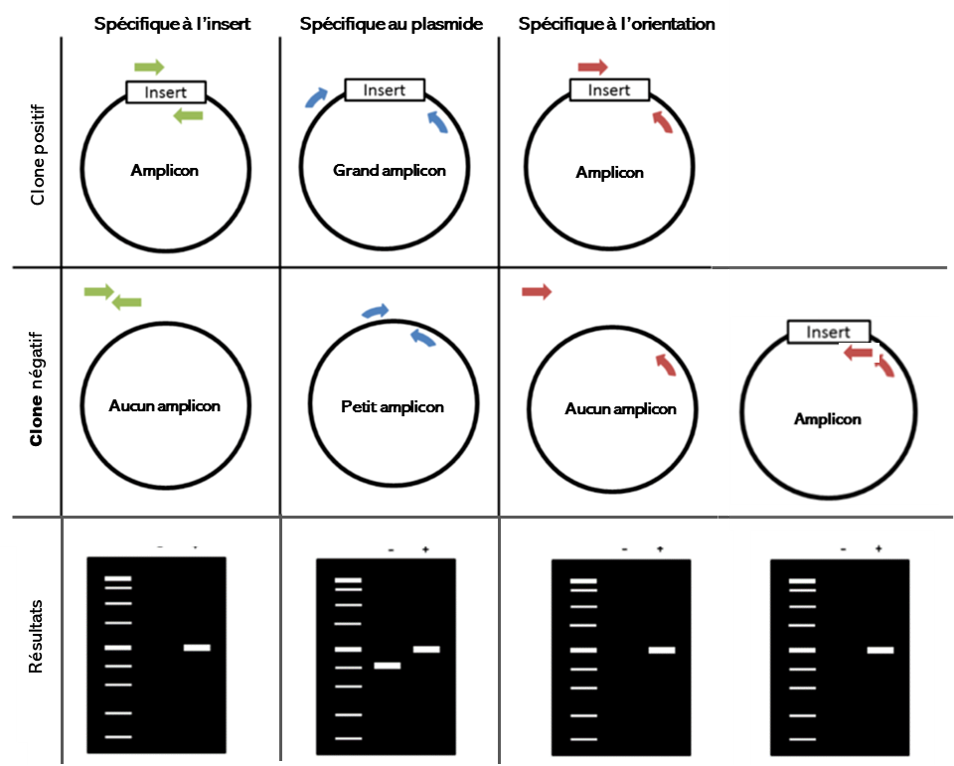Exemples de résultats types de PCR sur colonie obtenus par électrophorèse sur un gel d'agarose