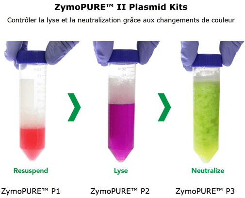 Les kits ZymoPURE™  permettent de contrôler la lyse et la neutralsiation grâce aux changements de couleur