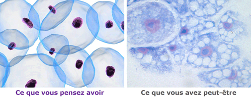 Kit pour détecter des mycoplasmes dans les cultures de cellules