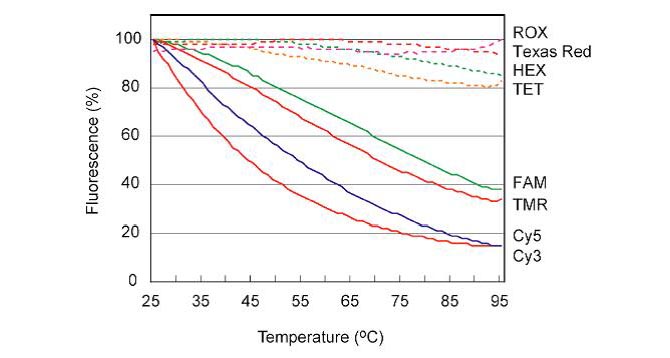 Effets de la température sur les intensités de fluorescence des fluorochromes