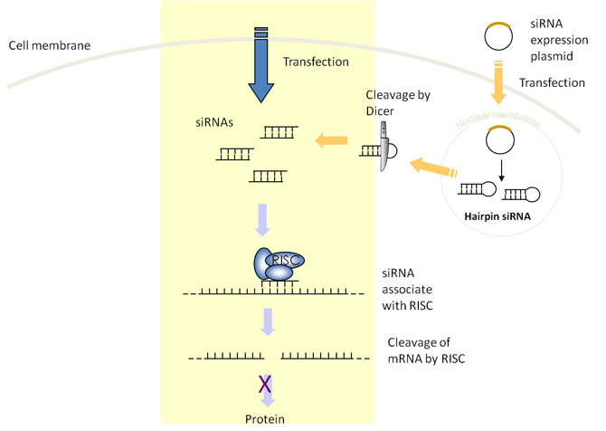Principe montrant le principe de l'interférence ARN, inhibition de gènes