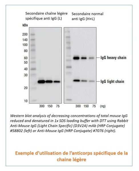 Western blot - utilisation de l'anticorps spécifique de la chaine légère