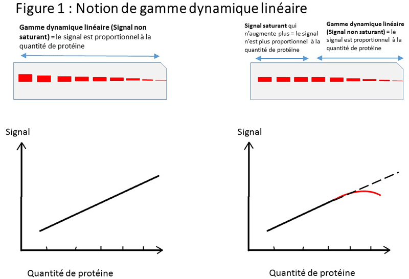Gamme dynamique linéaire - Normalisation