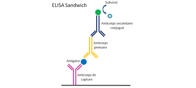 Schéma d'un ELISA en  « Sandwich » 