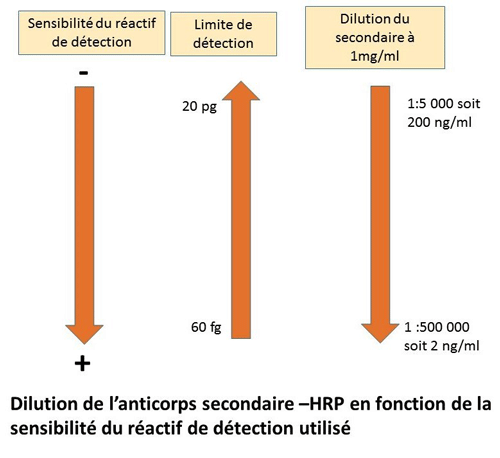 Dilution de l'anticorps secondaire -HRP