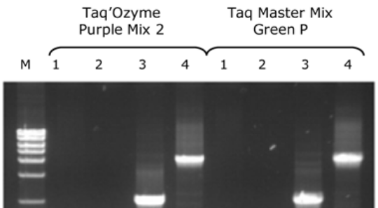 Gel de produits de PCR avec Taq'Ozyme Purple Mix 2 