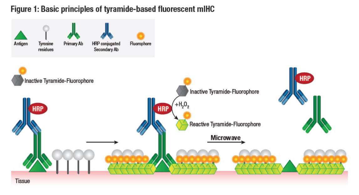 Schéma de la technique TSA (tyramides conjuqués à des fluorophores