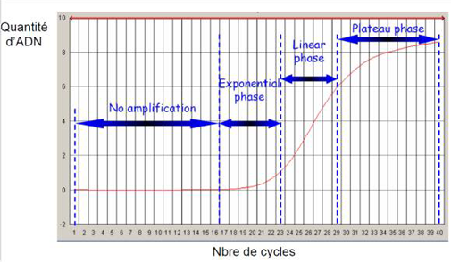 Détermination des Ct ou Cq: suivi de la fluorescence lors de la qPCR - Représentation de la phase exponentielle