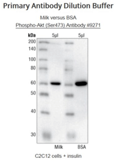 Signal obtenu en WB avec l'anticorps Phospho-Akt (Ser473) Antibody #9271 