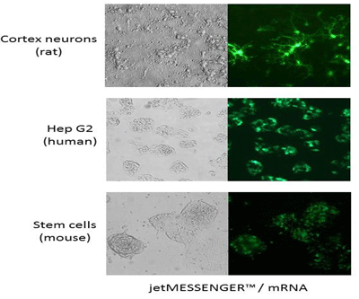 Transfection mRNA sur neurones, HepG2, Stem cells