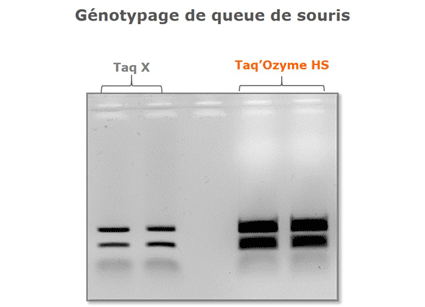 Taq'Ozyme HS - Génotypage de queue de souris