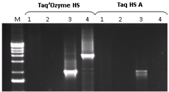 Gel de produits de PCR avec Taq'Ozyme HS