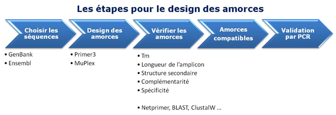Schéma montrant les étapes pour concevoir les amorces de PCR
