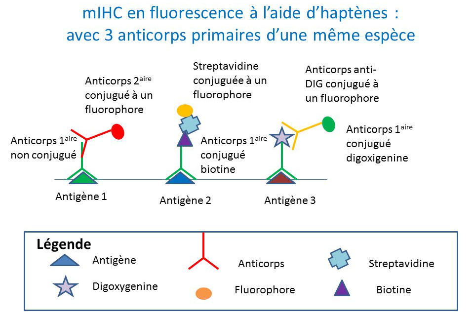 Triple marquage en mIHC en fluorescence avec des haptènes
