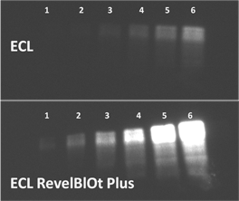 ECL RevelBLOT® substrat HRP pour Western blot