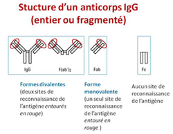Représentation de la structure d'anticorps IgG 