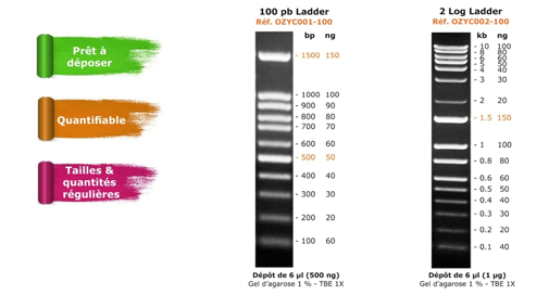 Exactladder® : échelles d'ADN de 100 à 1500 paires de bases