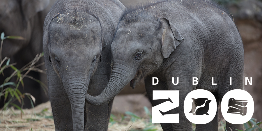 Win a chance to meet the Asian Elephants at Dublin Zoo