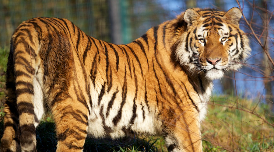 Win a family pass to Dublin Zoo