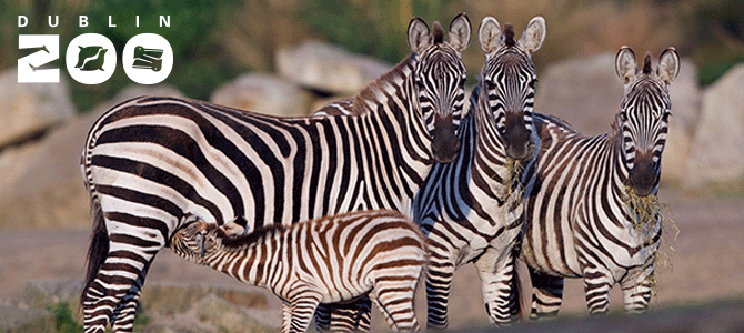 Explore Dublin Zoo with 20% off day tickets